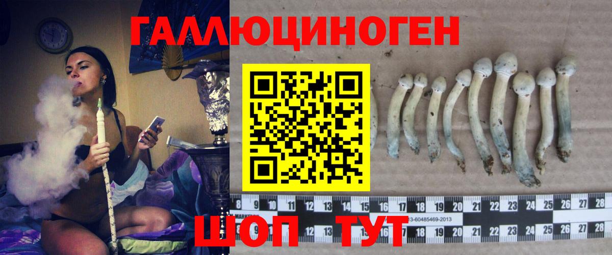 Псилоцибиновые грибы Psilocybe Михайловск